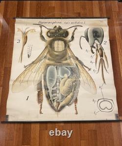 Affiche ancienne, affiche litho/abeilles/pédagogique/cabinet de curiosité