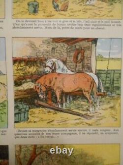 Authentique Affiche Ancienne Genre Agricole Le Vieux Cheval Sage