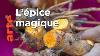 Curcuma Une Pice En Or Geo Reportage Arte