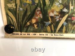 Hélène Poirier Lot De 5 Affiches Scolaires 1950